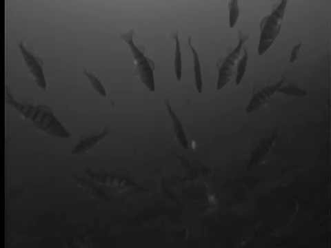 Perch Madness - A View From the Tube, Whiteshell Provincial Park