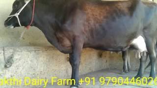 Sakthi dairy farm - Cow supplier +91 9790446026