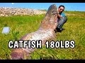 Big catfish 180lbs 232cm from shore mohamed fishing 