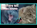 CATS REACTION TO COMB&#39;S  SOUND COMPILATION