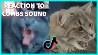 CATS REACTION TO COMB&#39;S  SOUND COMPILATION