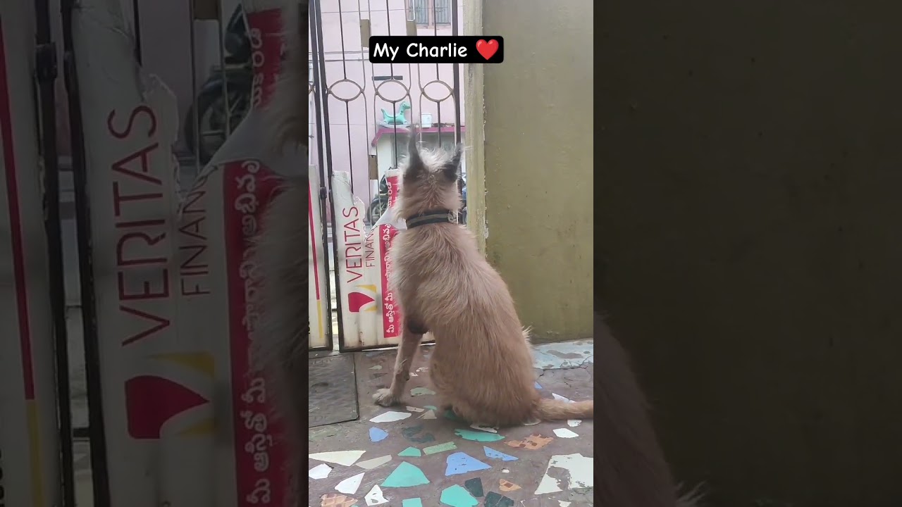 My Charlie ❤️🥹 #please_subscribe_my_channel #viewskaisebadhaye #viewskaisebadhaye #viewskaisebadhaye