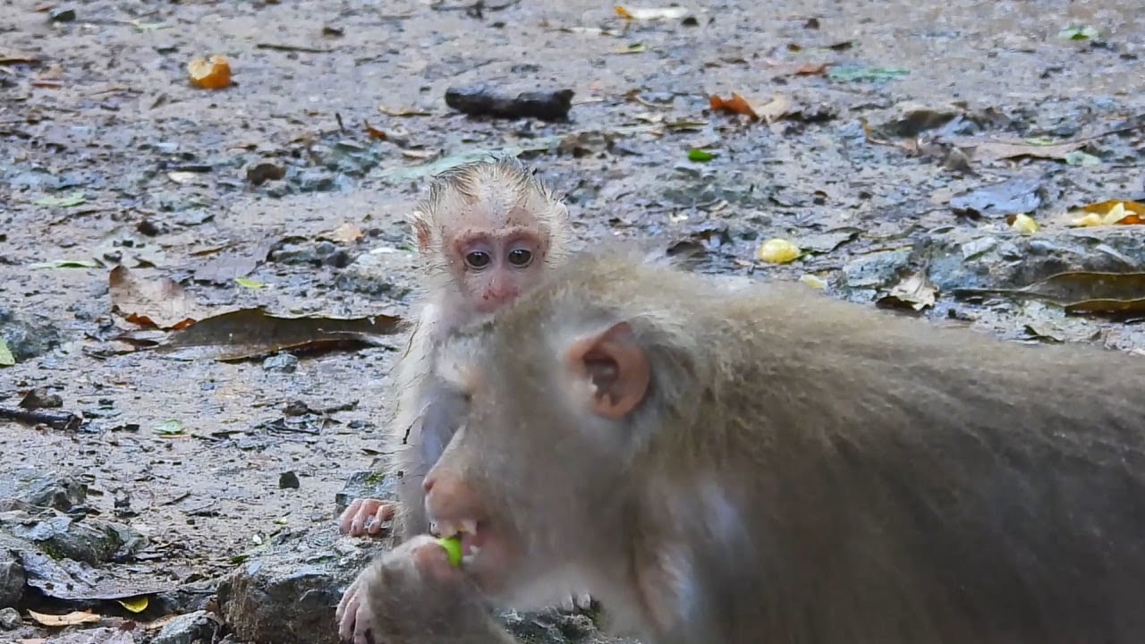 Million saad, Pitiful baby LEO not enough food then He found dirty Fruit eat by himself.