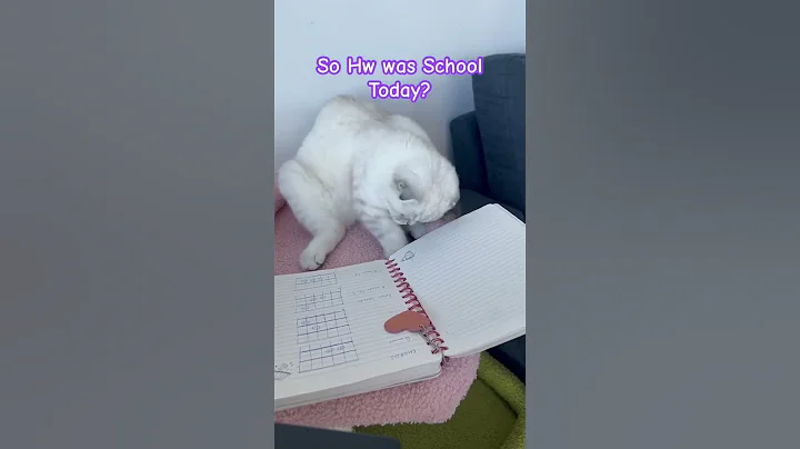 Watch the video about Cat throws tantrum 😩 #schoollife #Scottish fold #dramaqueen #kitten #cutecat #catlover #tantrums