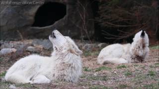 Wolves Howl a Duet