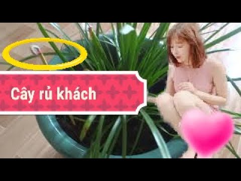 Video CÂY NGẢI KÉO KHÁCH - cây ngải cầu tài - cây ngải chiêu... - youtube