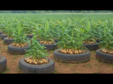 Old tires? Ginger Big tuber: Try growing ginger using this method-Lots of tubers