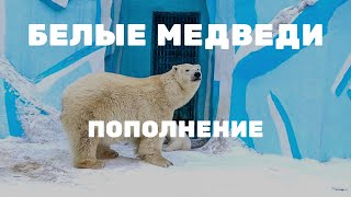 Белые медведи Кай и Герда. Пополнение | Новосибирский зоопарк