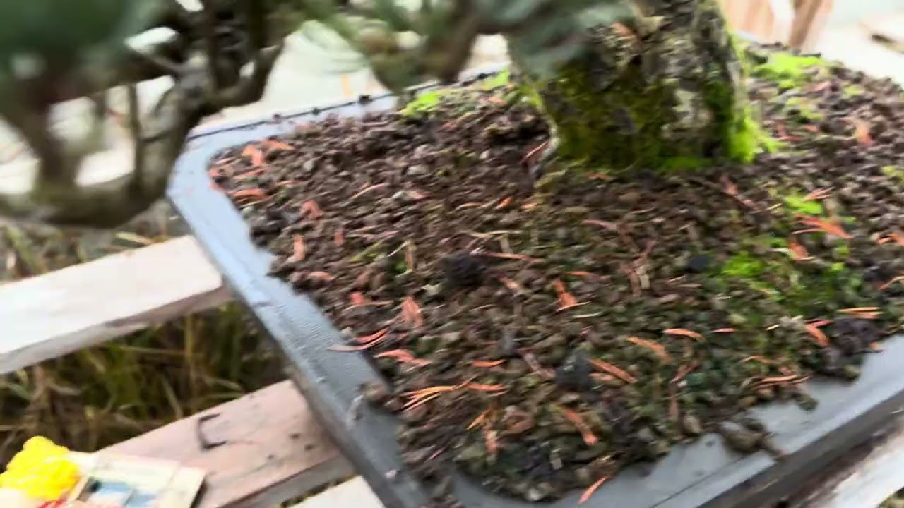 Billion dollar Bonsai vole defense system developed by Elon Musk and Space X