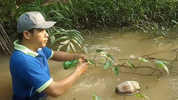 Thả câu chai,  dính cá lóc đồng, dính luôn tôm và lươn | chăn nuôi và săn bắt