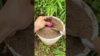 Bb 467797 Mini Rotary Tillage And Ridging Allin One Tree  Short View
