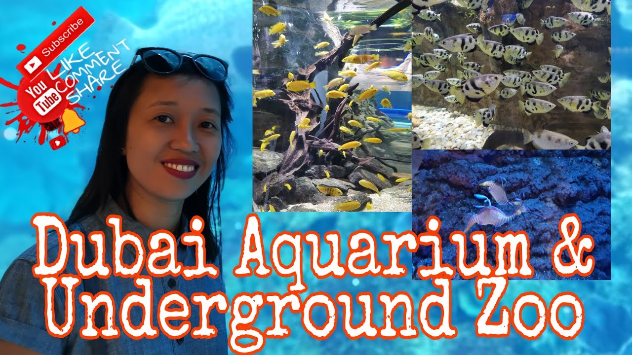 Dubai Aquarium & Underground Zoo Dubai YouTube