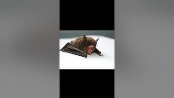 #vampire #bats #shorts This Is How Vampire Bats Suck Blood For 30 Minutes Unnoticed