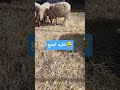 صحاب خليه ابعبع عيد الاضحى حياة البادية كساب فلاح تربية المواشي الجالية المغربية في إسبانيا