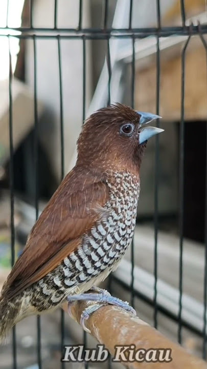 Emprit Peking jali gacor isian kenari,red siskin dan burung gereja - short Peking 066