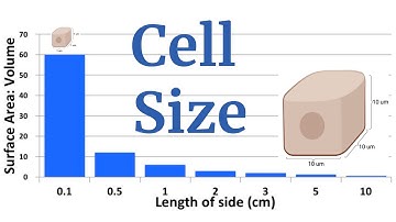 Cell Size and Surface Area Explained for AP Bio