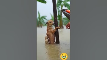 chó mẹ cõng con bám chặt vào thân cây,khi nước lũ dâng cao 😱 #concho #dongvat #shorts #smartdog
