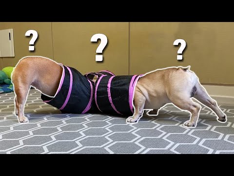 My French Bulldogs React To Cat Toys | FUNNY DOG REACTION ?
