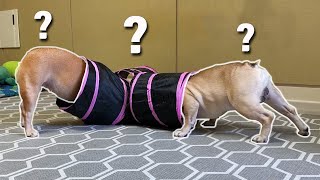 My French Bulldogs React To Cat Toys | FUNNY DOG REACTION