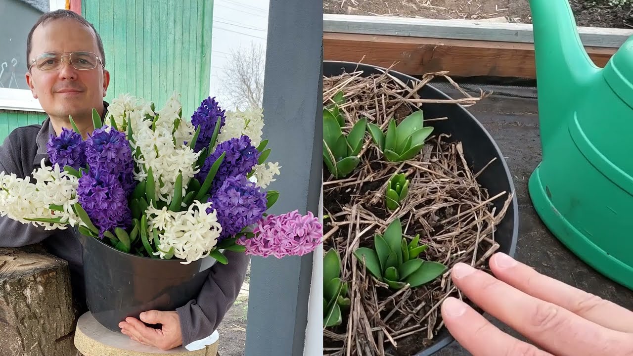 Подкормите ТАК тюльпаны и нарциссы весной до цветения- результат удивит!
