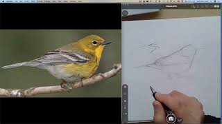 How to Draw Warblers
