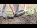 How to plant an avocado tree