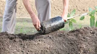 How to plant an avocado tree