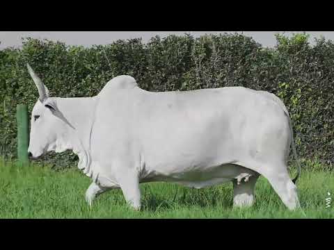 LOTE 67 - REMC A1203, Fêmea Nelore à venda no 12º LEILÃO PRIMAVERA GENÉTICA ADITIVIA 2025