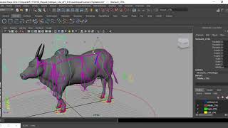 Bull Rigging Work Flow Using Maya2014