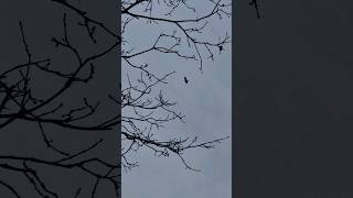 Bird of pray on full flight buzzard a beautiful sight. 😍 loud bird call