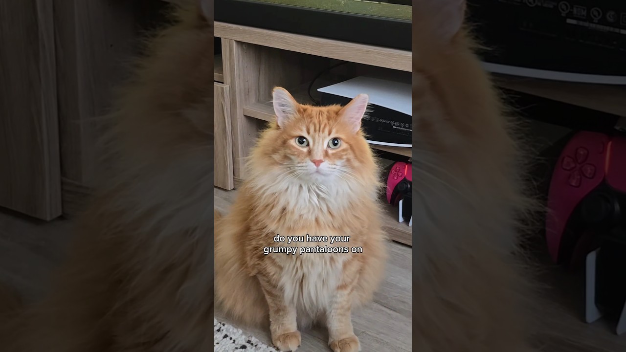 He's in no mood for my shenanigans today 😅 