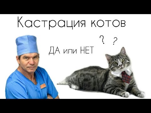 Видео: Кастрация или капки: какво да изберем