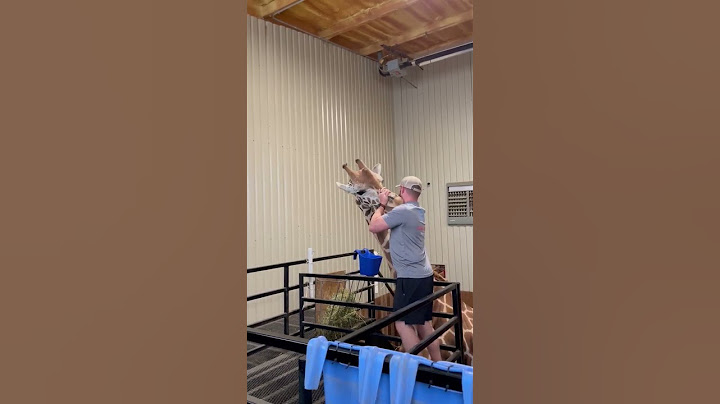 The Giraffe Chiropractor is back 🤣