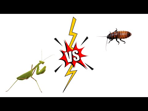 Praying Mantis vs Madagascar Hissing Cockroach