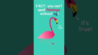 flamiNGo! Resimi