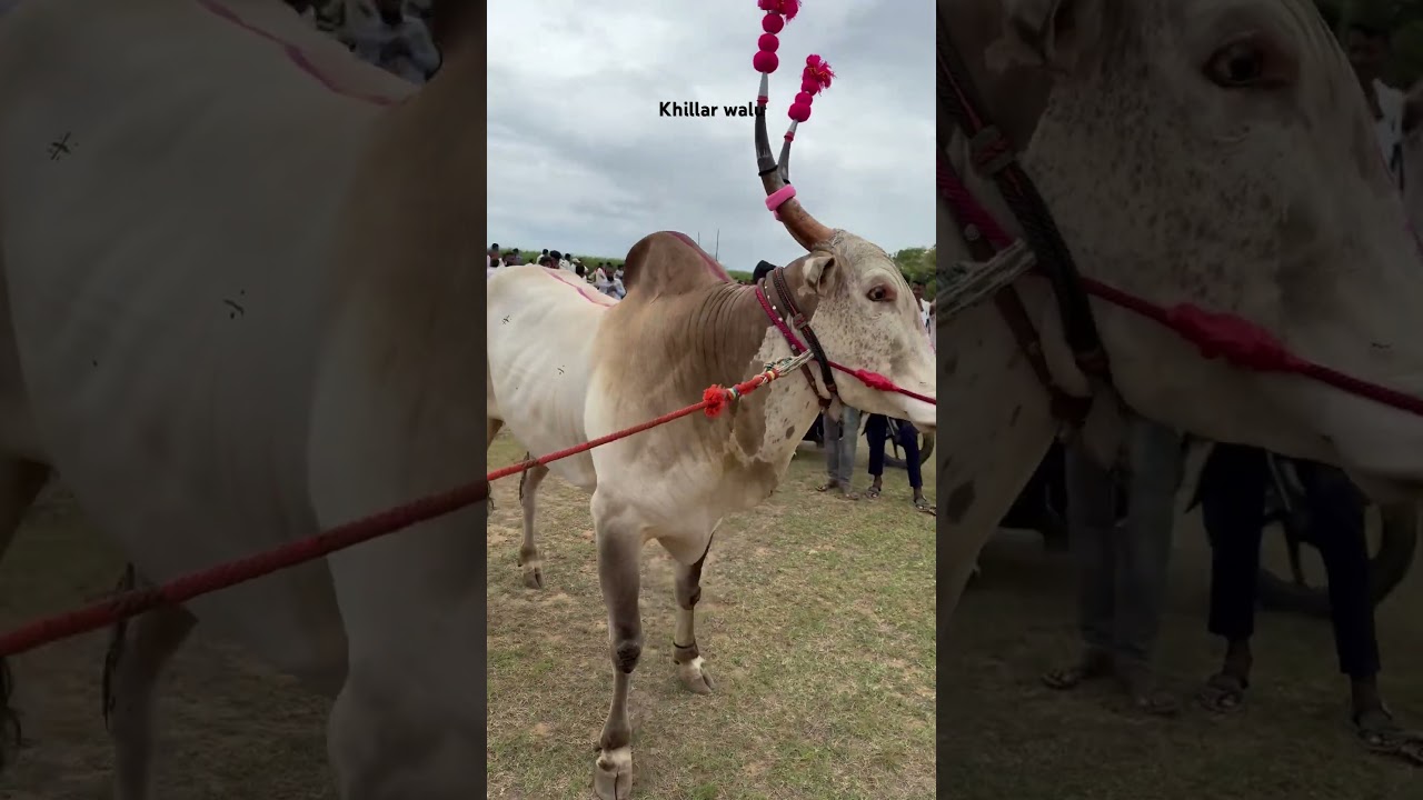 Jativant Khillar walu