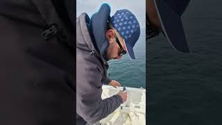 #italicafishing #sintesi 5 mt alle prese con un #sarago. Da notare l'azione potente di questa canna!