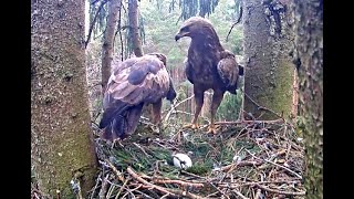 A Rat For Annas Breakfast. Lesser Spotted Eagles. 08 May 2022
