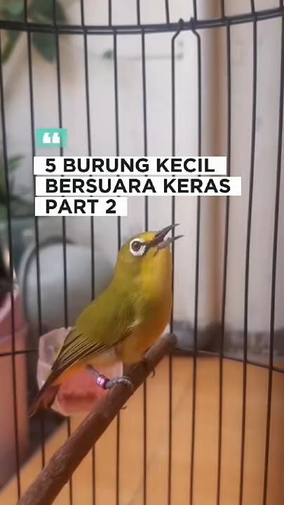 5 jenis burung kecil yang bersuara keras ( part 2 )