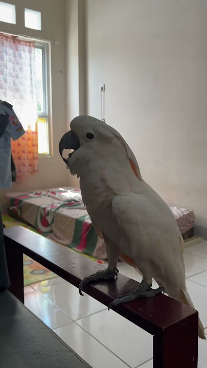 Burung Kakatua Bicara Ngomong