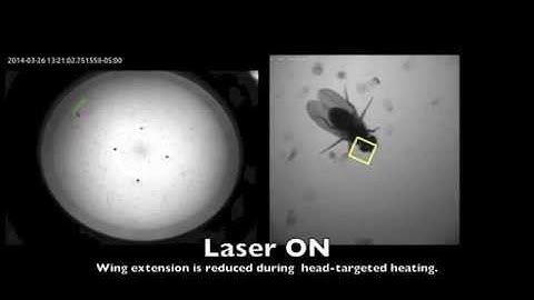 FlyMAD: rapid thermogenetic control of neuronal activity in freely walking Drosophila