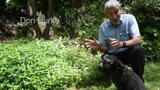 Growing Mint. Burke's Backyard, herbs. by BurkesBackyard 224 views 1 month ago 42 seconds