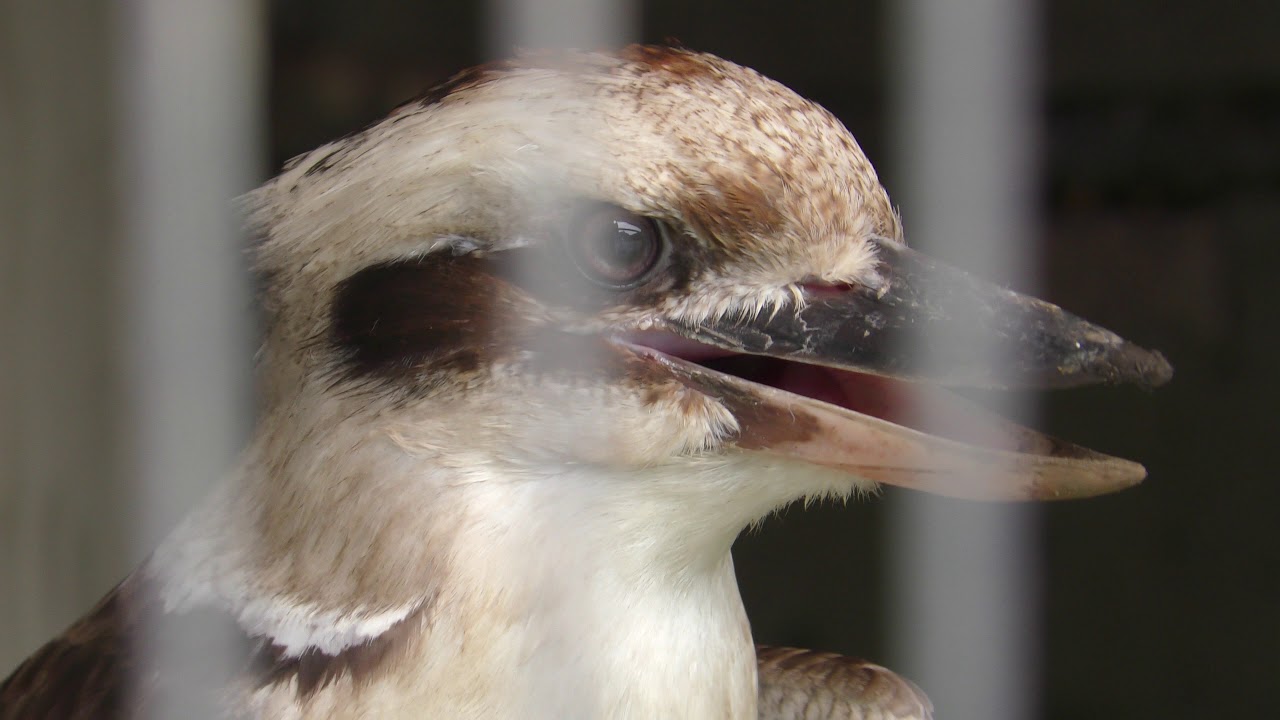 Laughing Kookaburra (CHIKOZAN PARK ZOO, Saitama, Japan) July 22