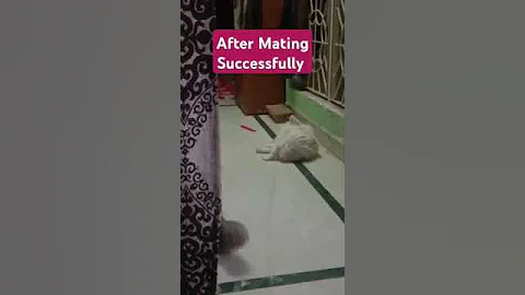 Video 10206311: persian cat mating, persian catlover pets