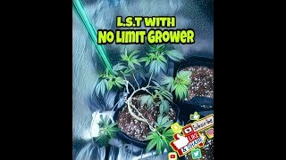 How I L.S.T  and defoliat my plants #nolimitgrower #grower #nolimit