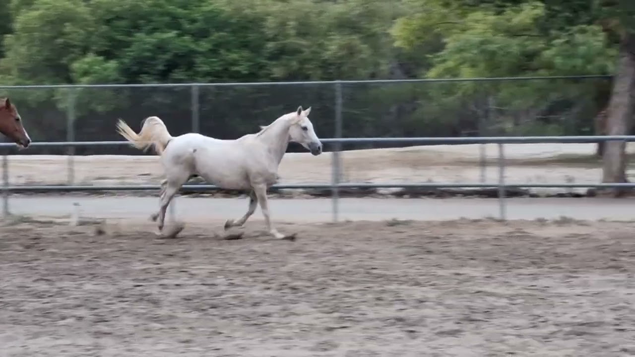 A Frolic in the Park