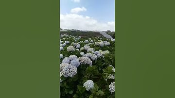 Hoa Cẩm Tú cầu Đà lạt