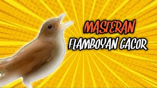 Suara Burung Masteran Flamboyan Gacor Jernih