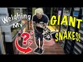 WEIGHING WORLDS LARGEST VENOMOUS SNAKES!