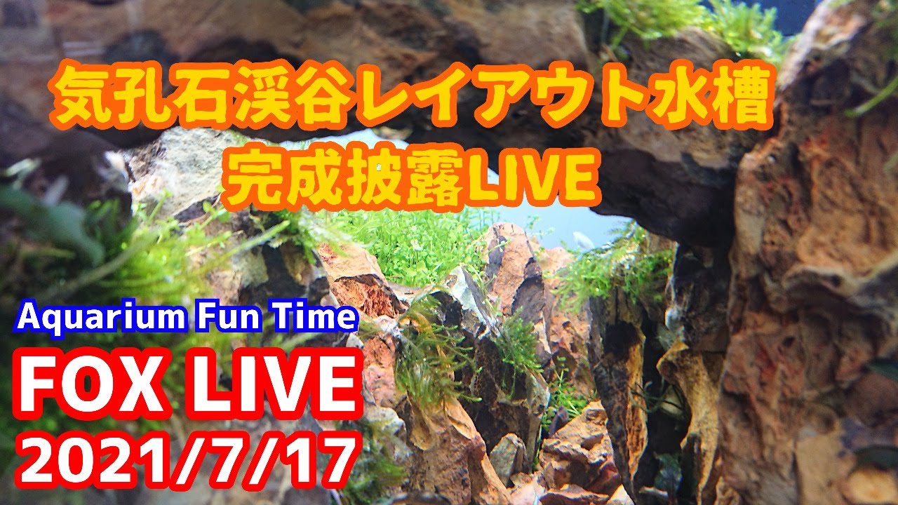 FOX LIVE 気孔石渓谷レイアウト水槽完成披露LIVE - YouTube